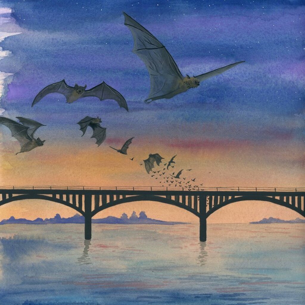 Pocket Print: Austin's Bats