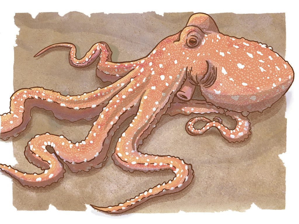 White Spotted Octopus in Gran Canaria