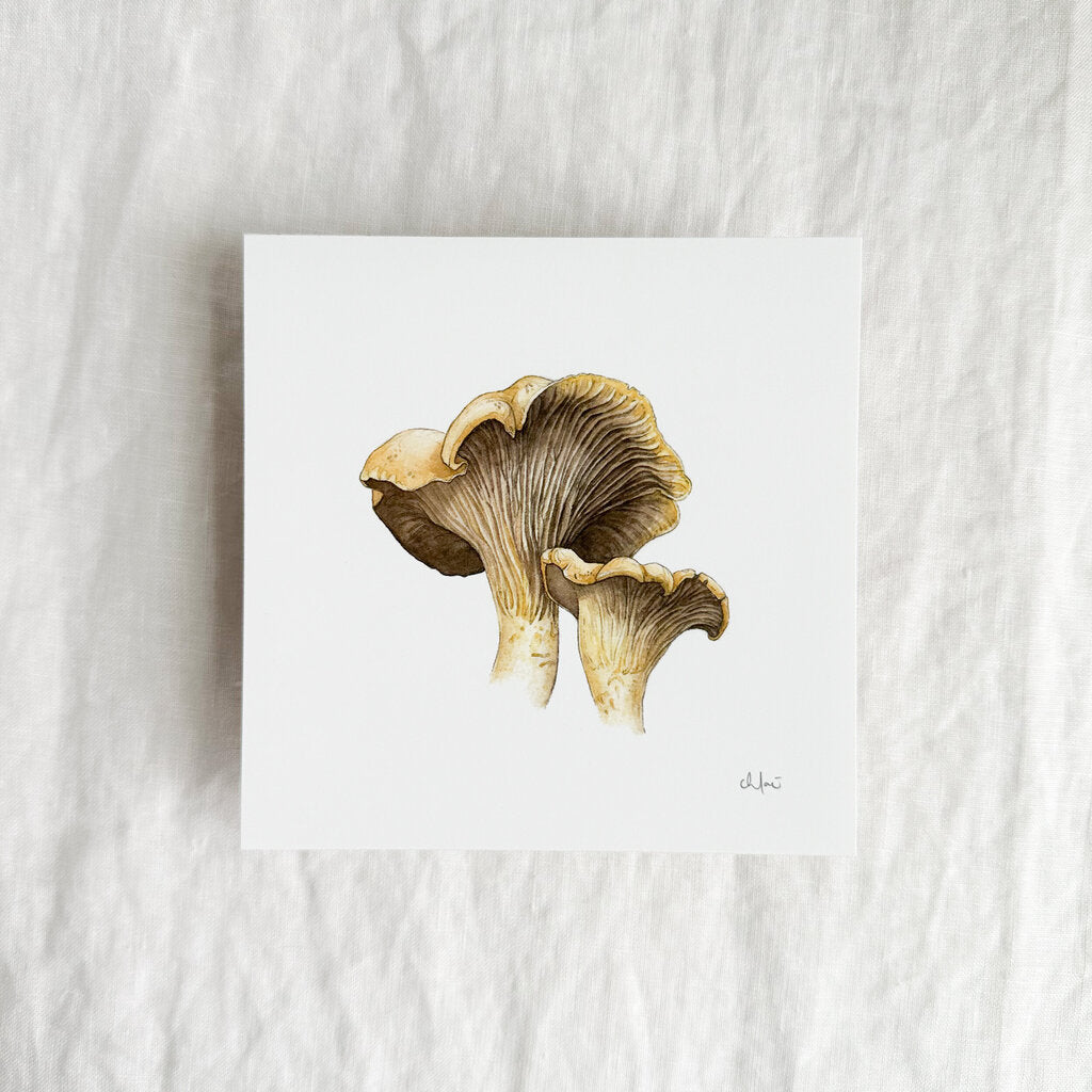Chanterelle Mushrooms