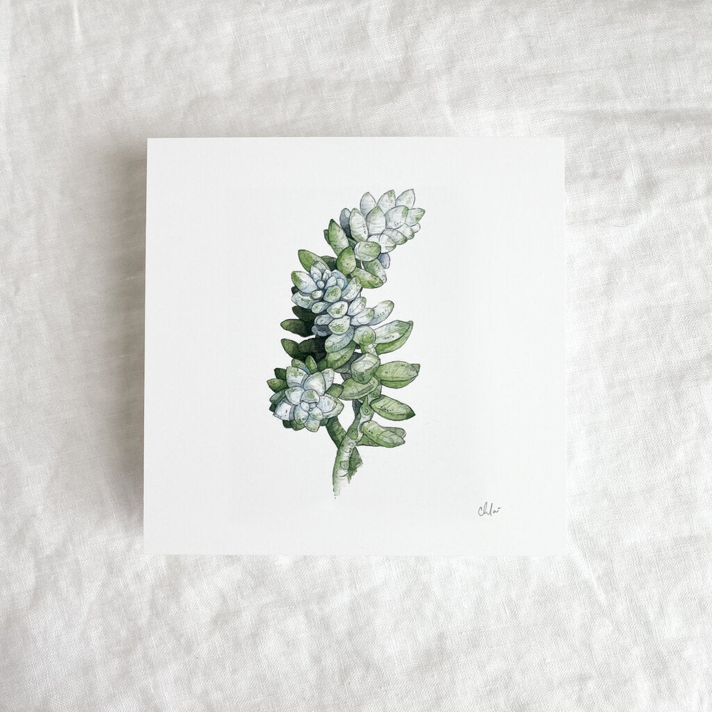 Succulent Study #2