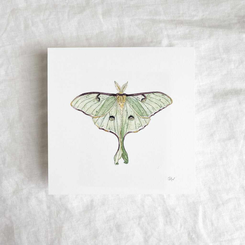 Luna Moth