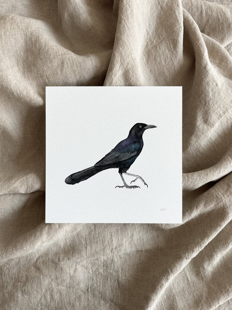 Grackle