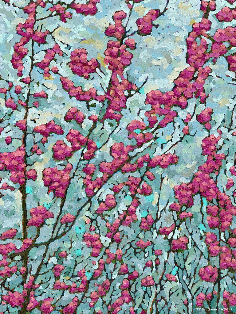 Blooming Red Bud