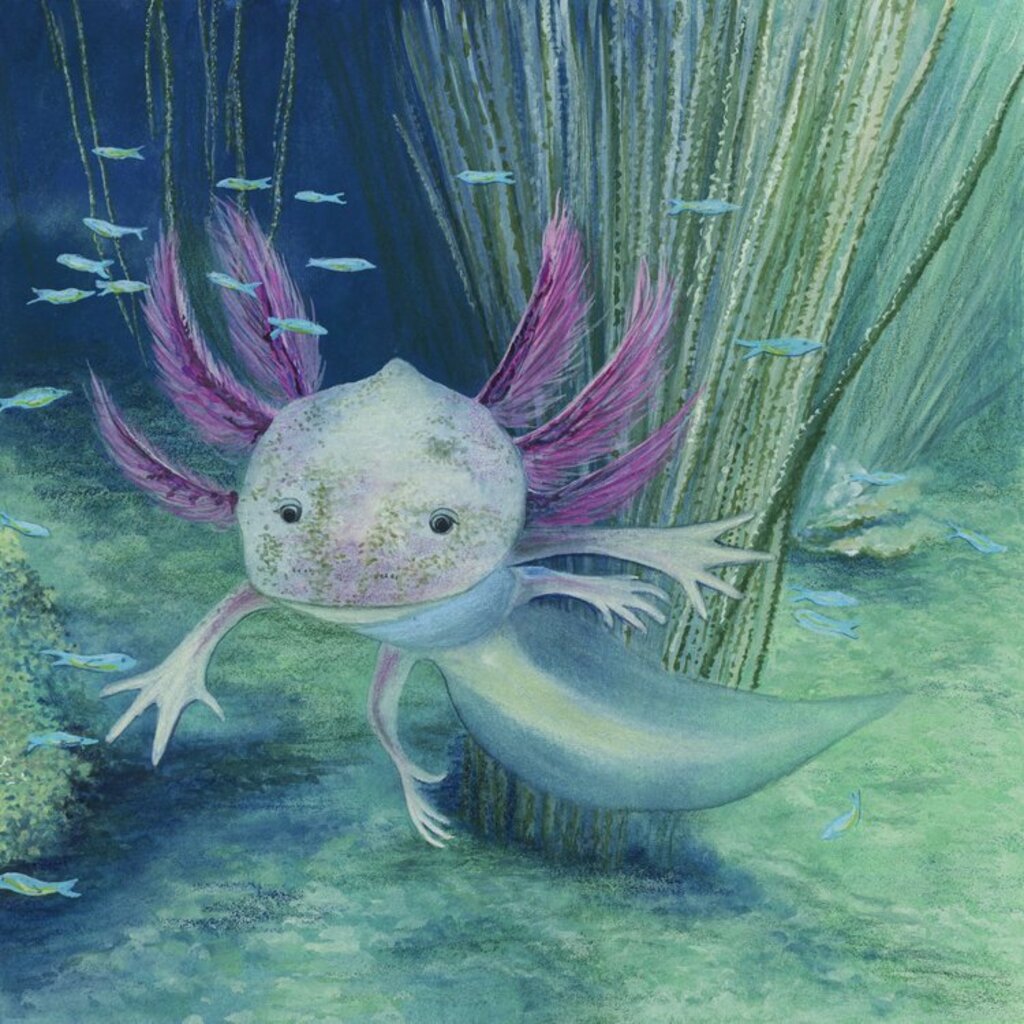 Pocket Print: Axolotl