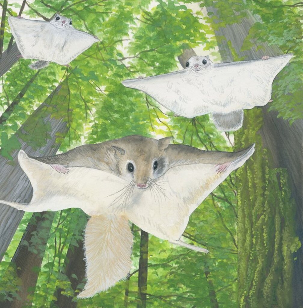 Pocket Print: Flying Squirrel