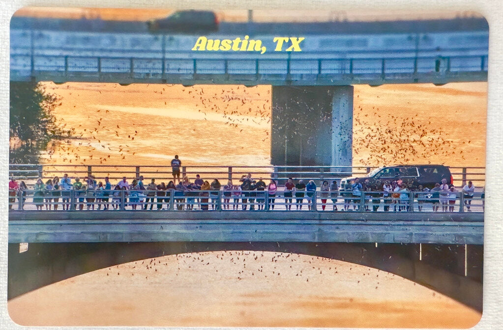 Bat Watching Postcard