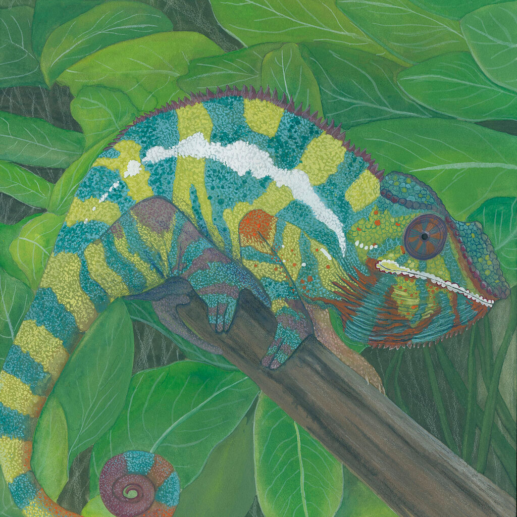 Pocket Print: Panther Chameleon
