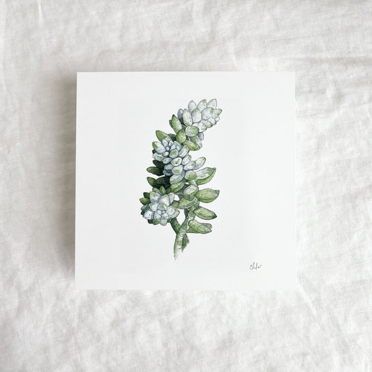 Succulent Study #2