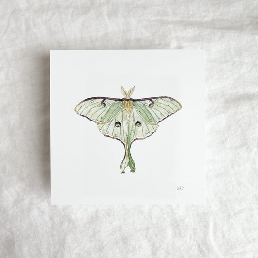 Luna Moth