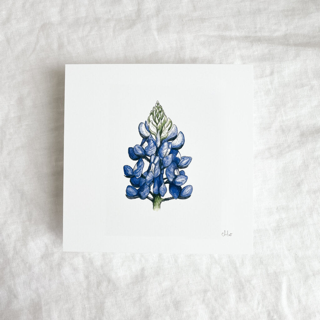 Bluebonnet