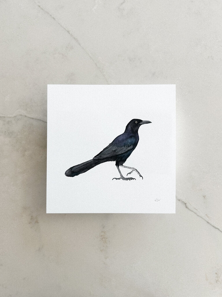 Grackle