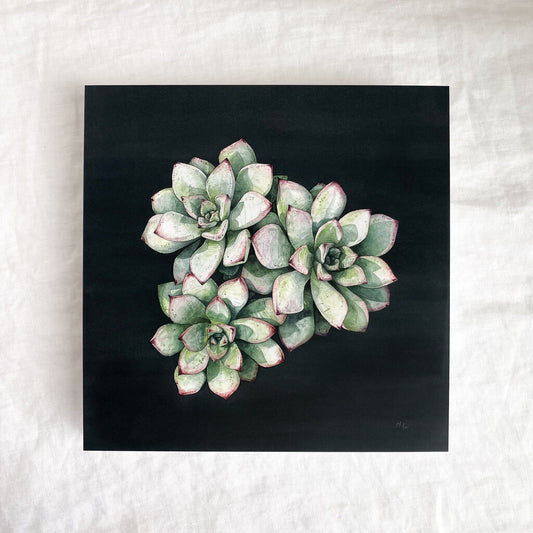 Echeveria